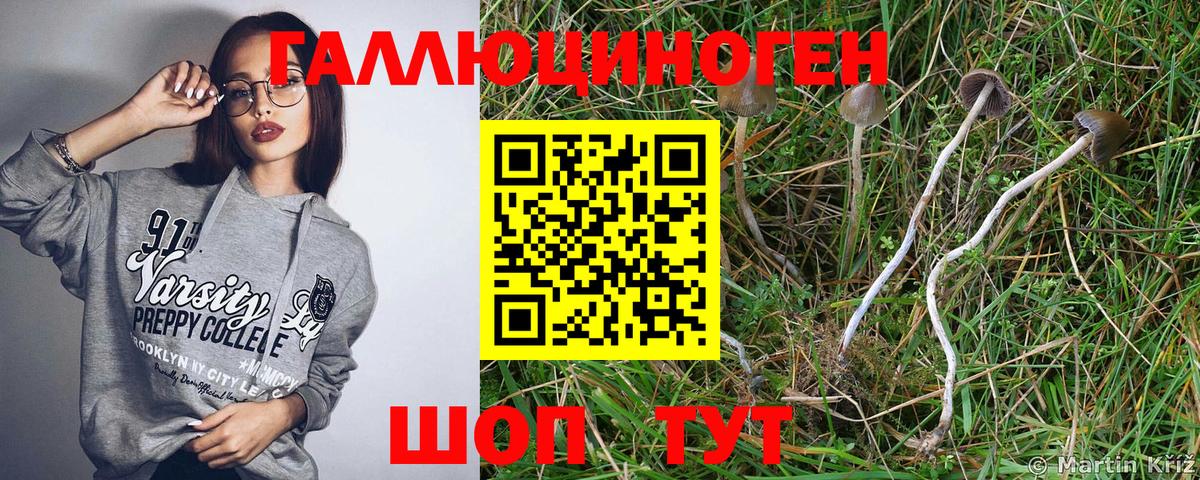 Галлюциногенные грибы Cubensis Свободный