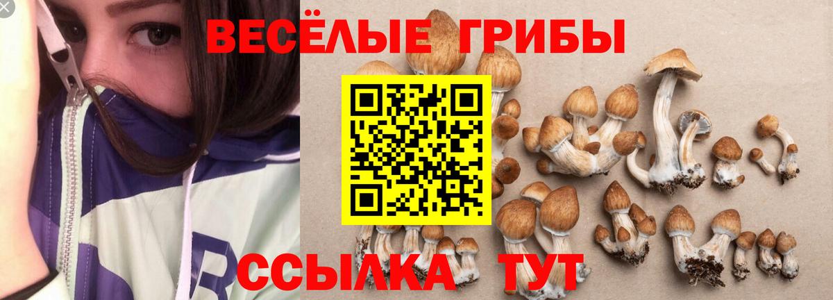 как найти   Вход с VPN  Свободный  Псилоцибиновые грибы прущие грибы 